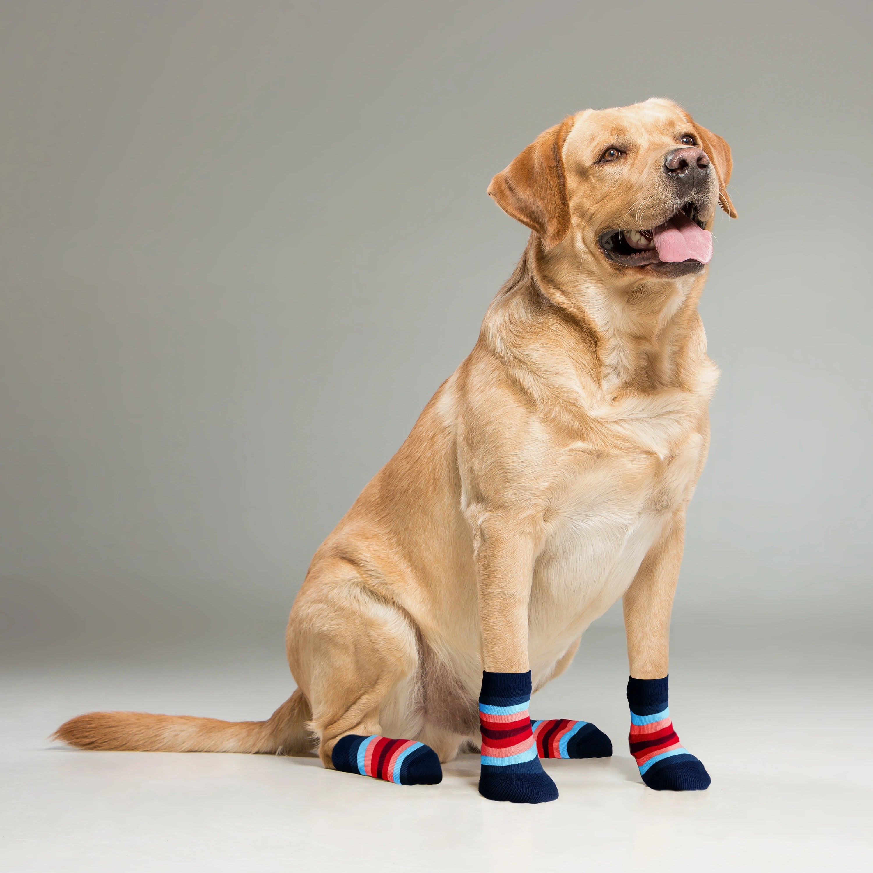Supersox Dog Socks (Pack of 2) (8N)